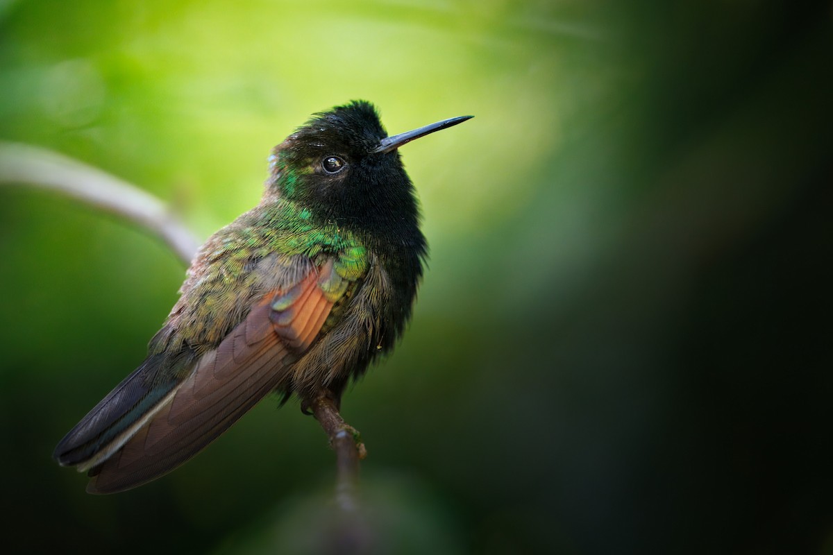 Black-bellied Hummingbird - ML652090431
