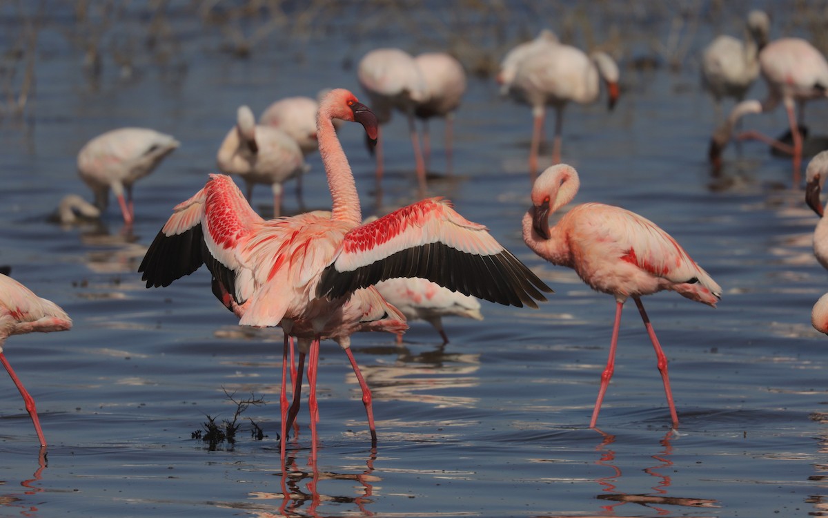 Lesser Flamingo - ML652090493