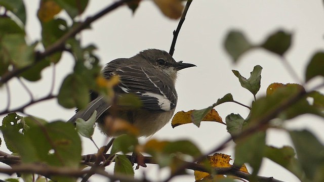 Northern Mockingbird - ML652090532