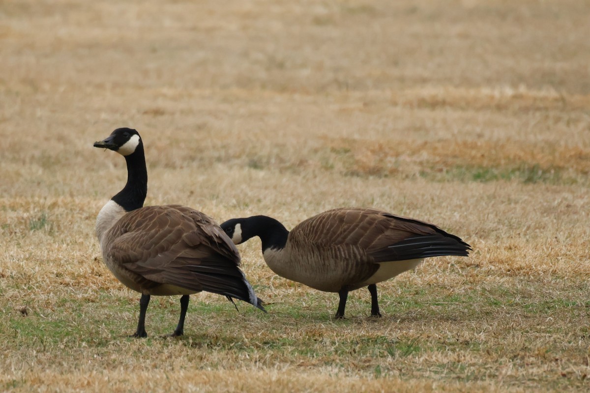 Canada Goose - ML652090792