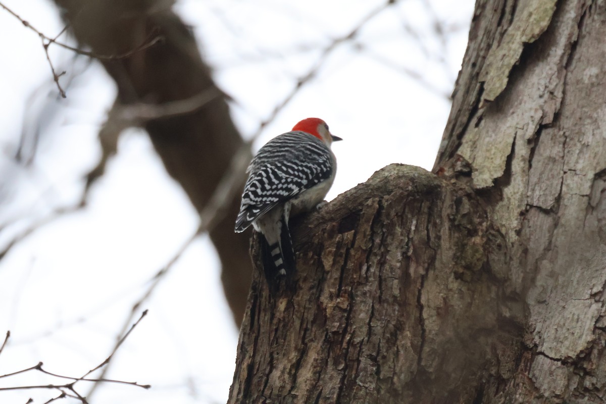 Red-bellied Woodpecker - ML652090800