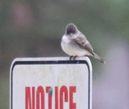 Eastern Phoebe - ML652090804