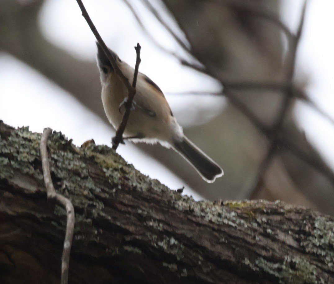 Tufted Titmouse - ML652090817