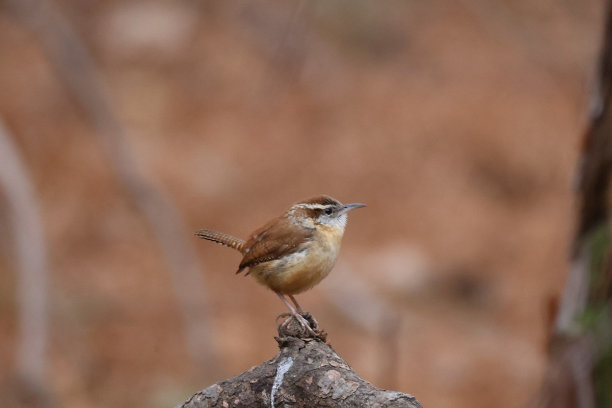 Carolina Wren - ML652090823