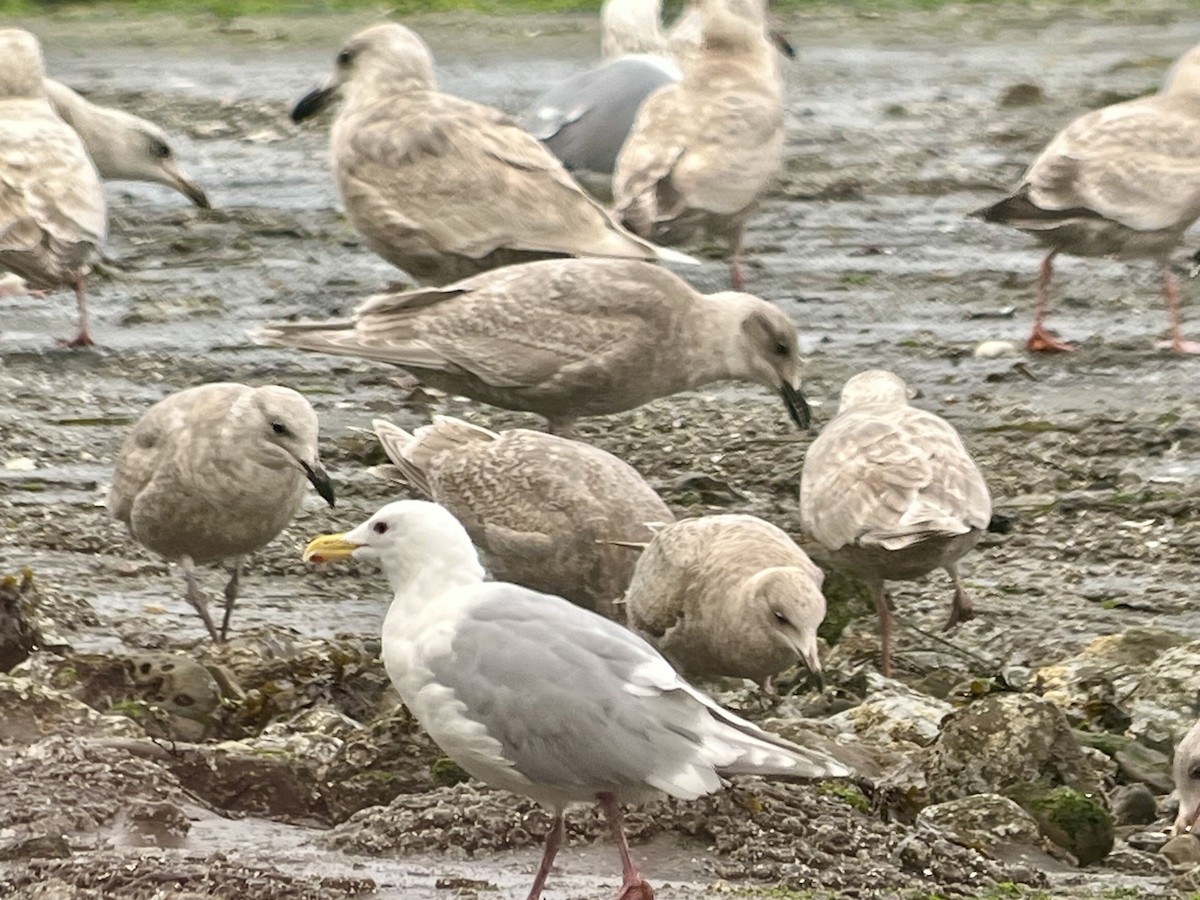 Glaucous-winged Gull - ML652091057