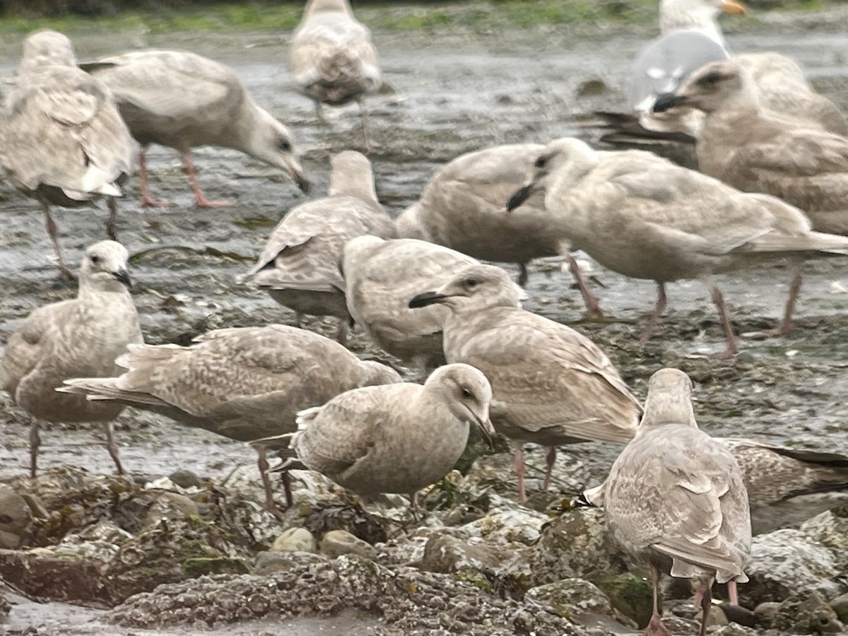 Glaucous-winged Gull - ML652091058
