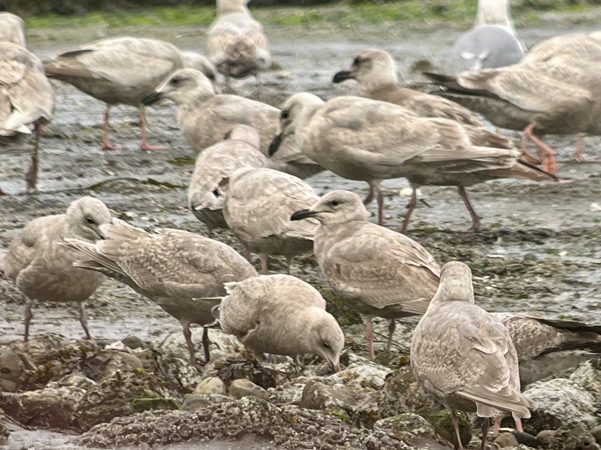 Glaucous-winged Gull - ML652091059