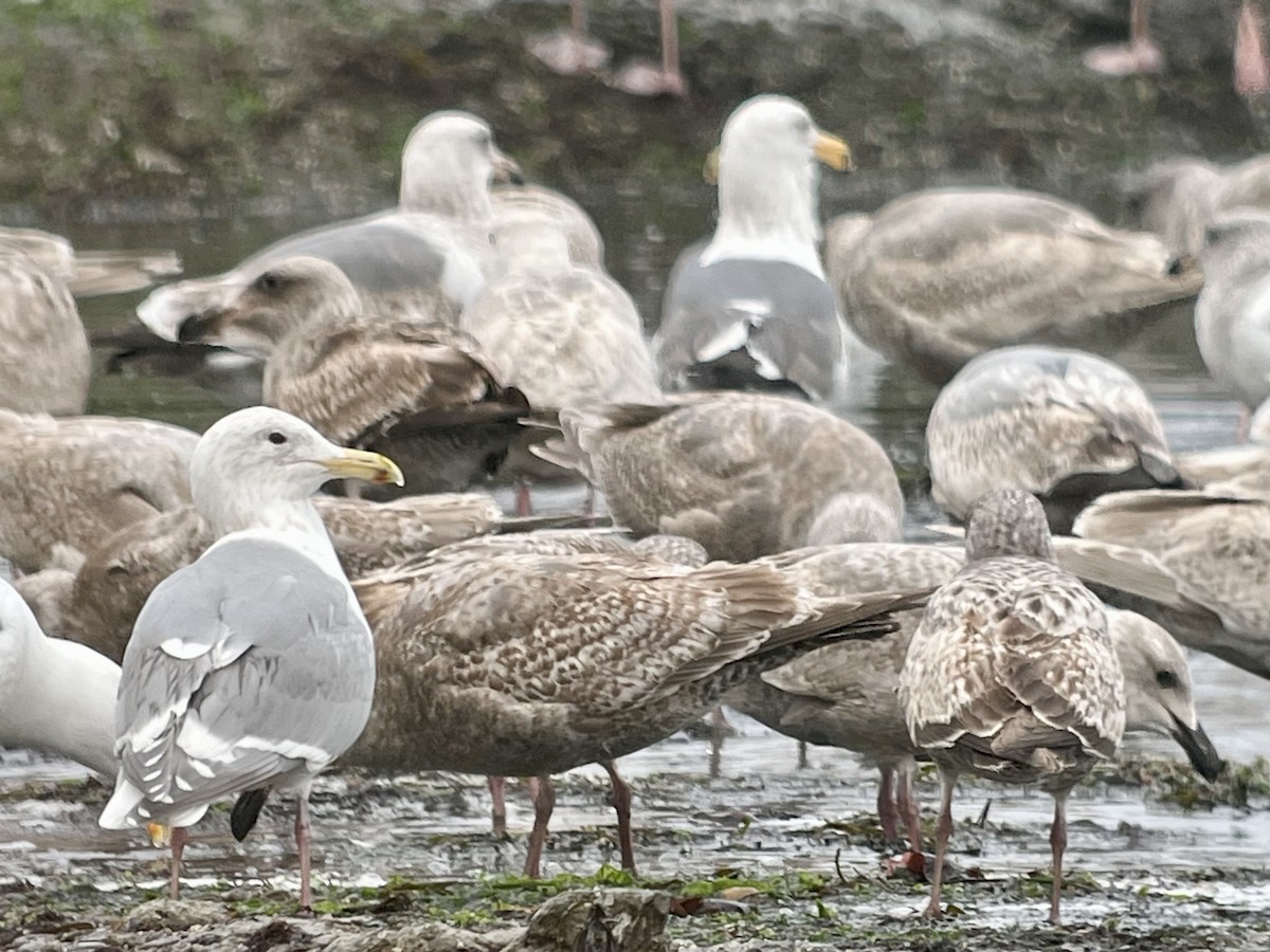 Glaucous-winged Gull - ML652091061