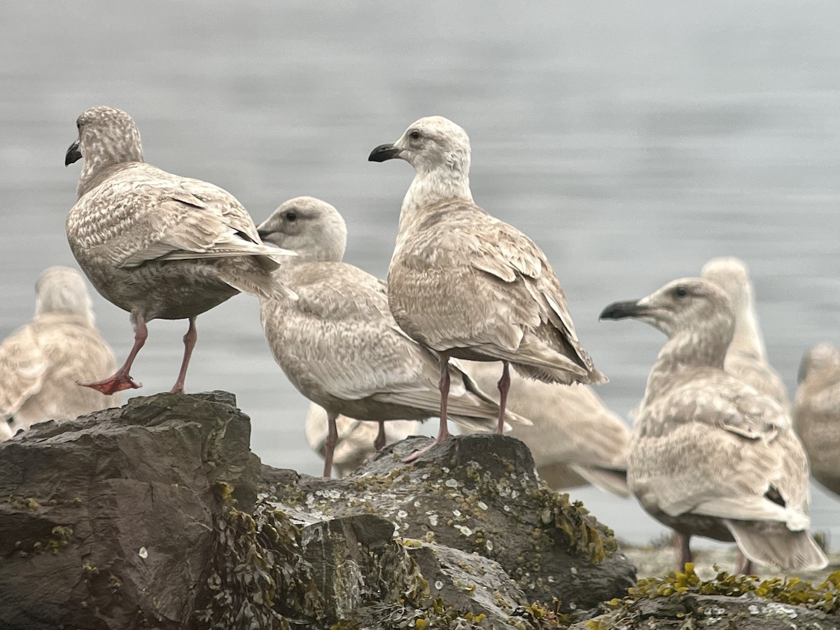 Glaucous-winged Gull - ML652091062