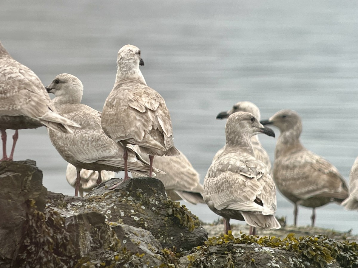 Glaucous-winged Gull - ML652091063