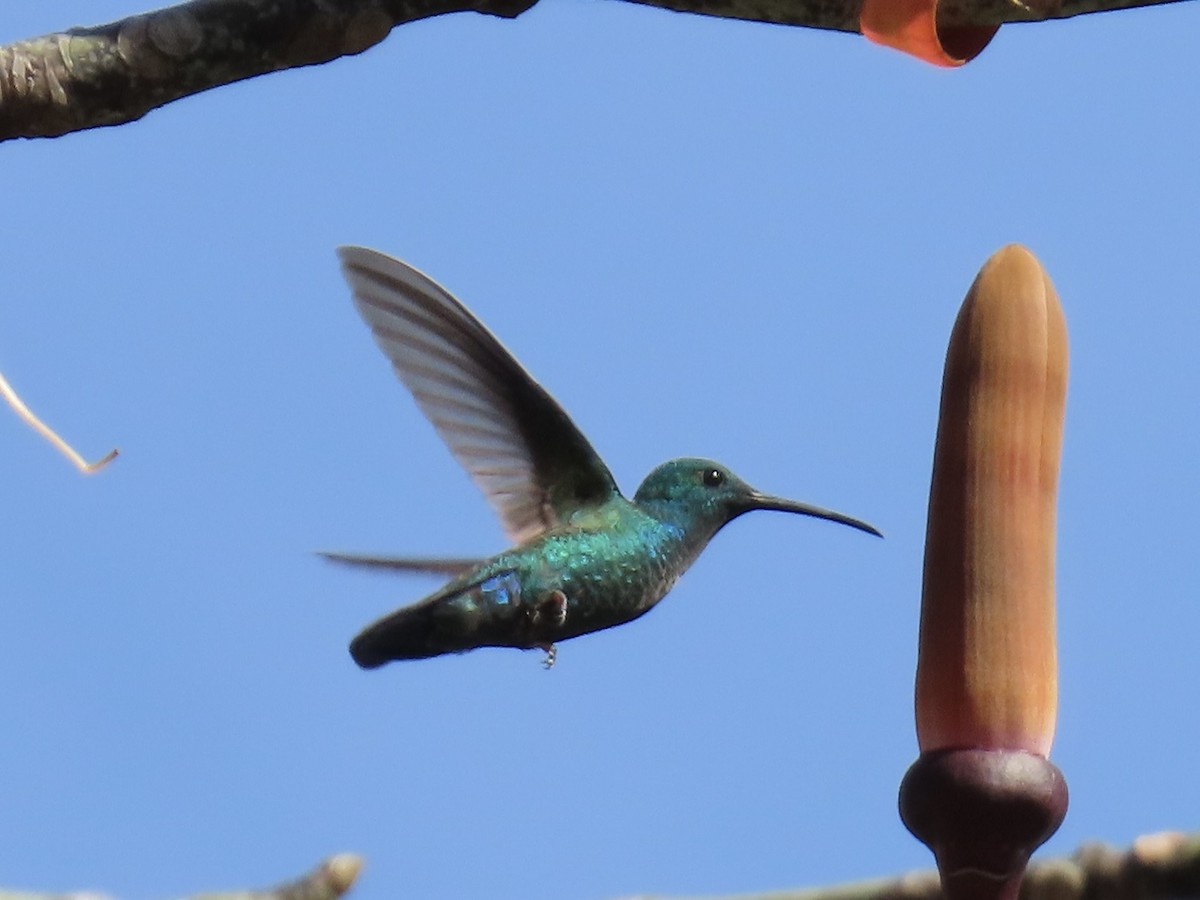 Green Mango - ML652091066