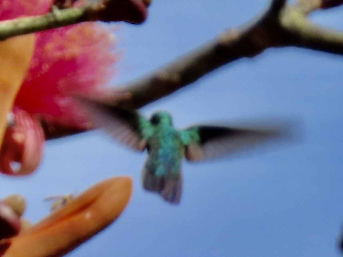 Green Mango - ML652091089