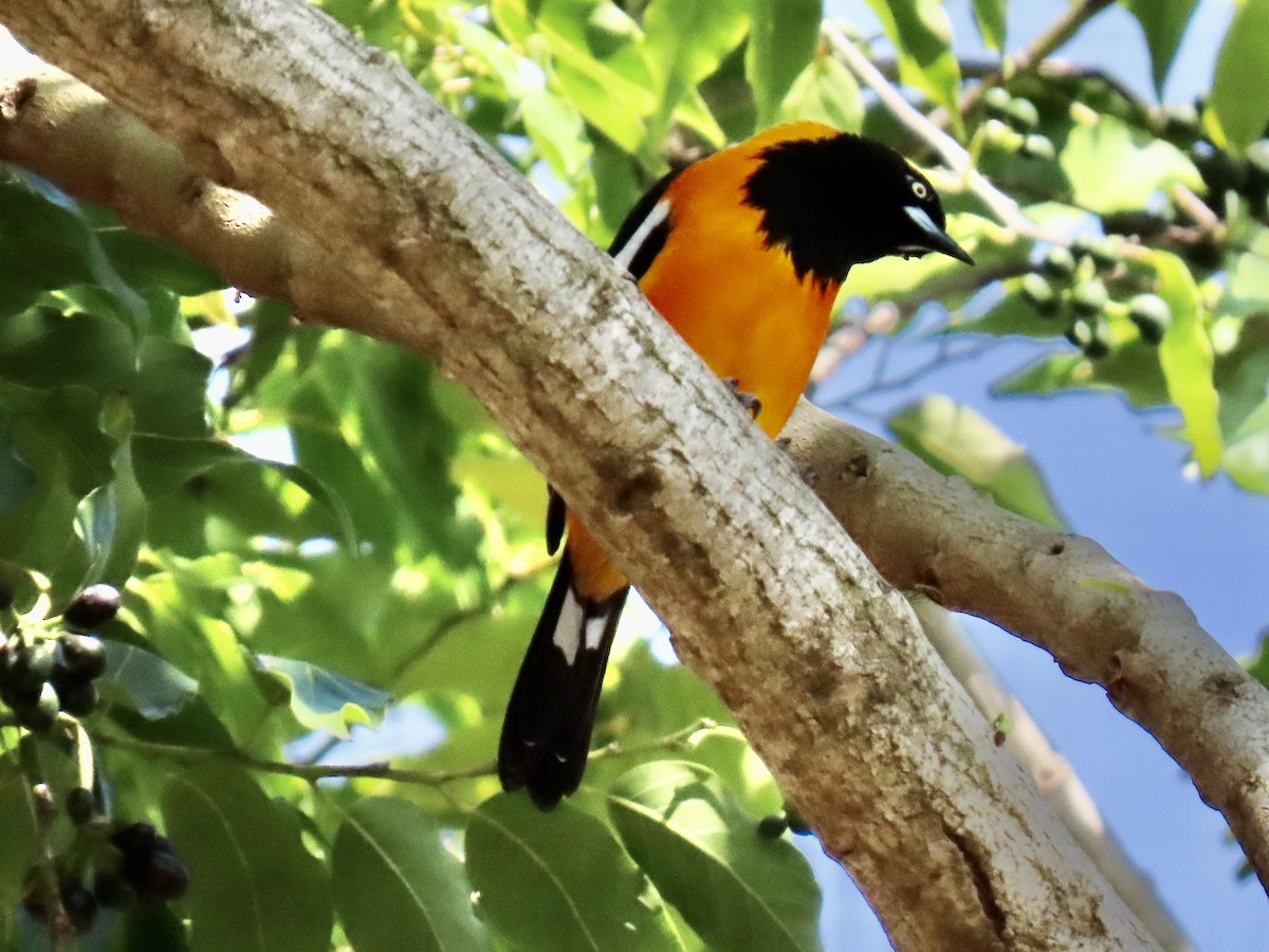 Venezuelan Troupial - ML652091118