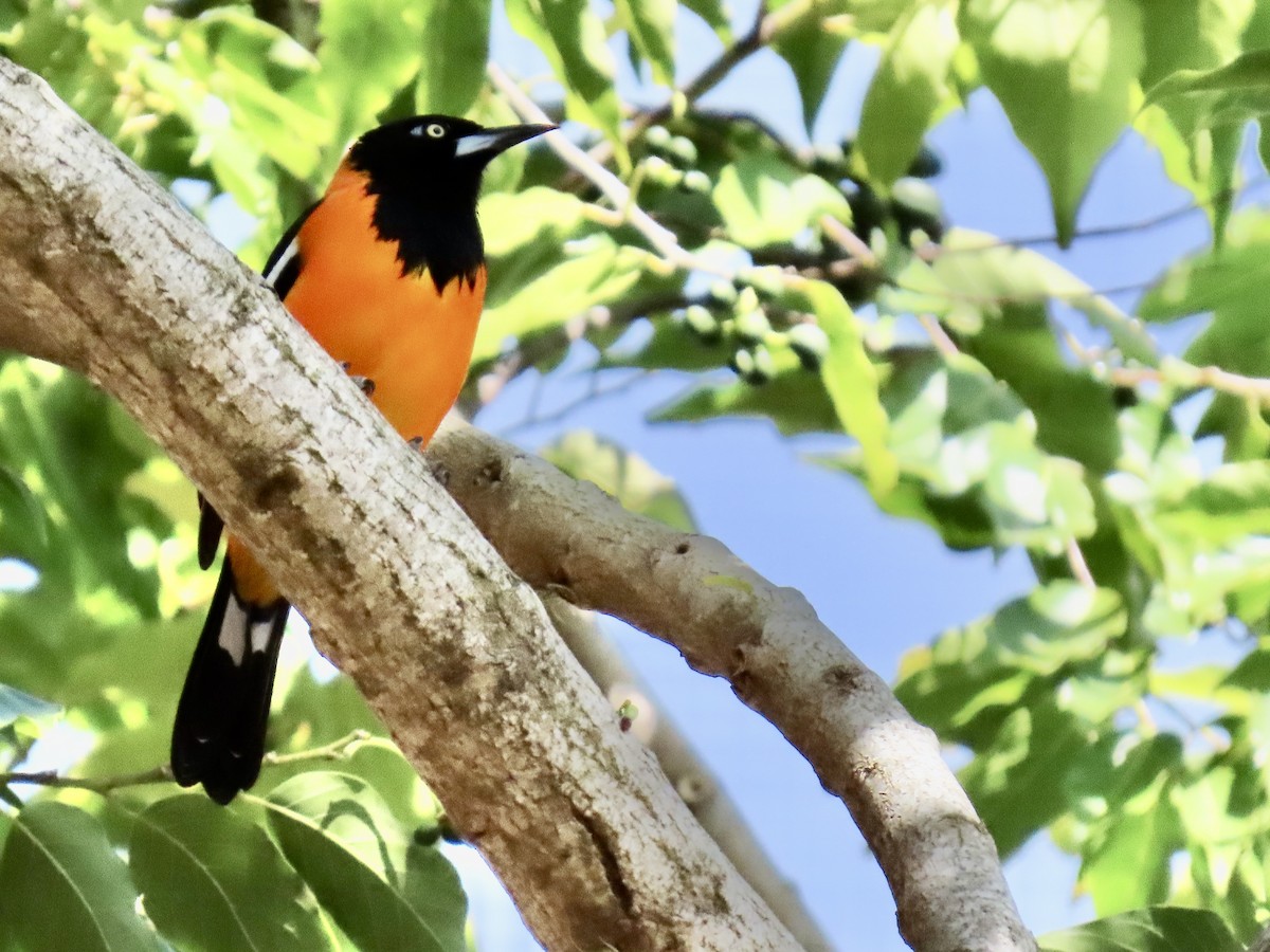 Venezuelan Troupial - ML652091123