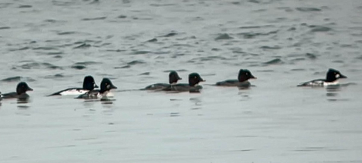 Common Goldeneye - ML652091195