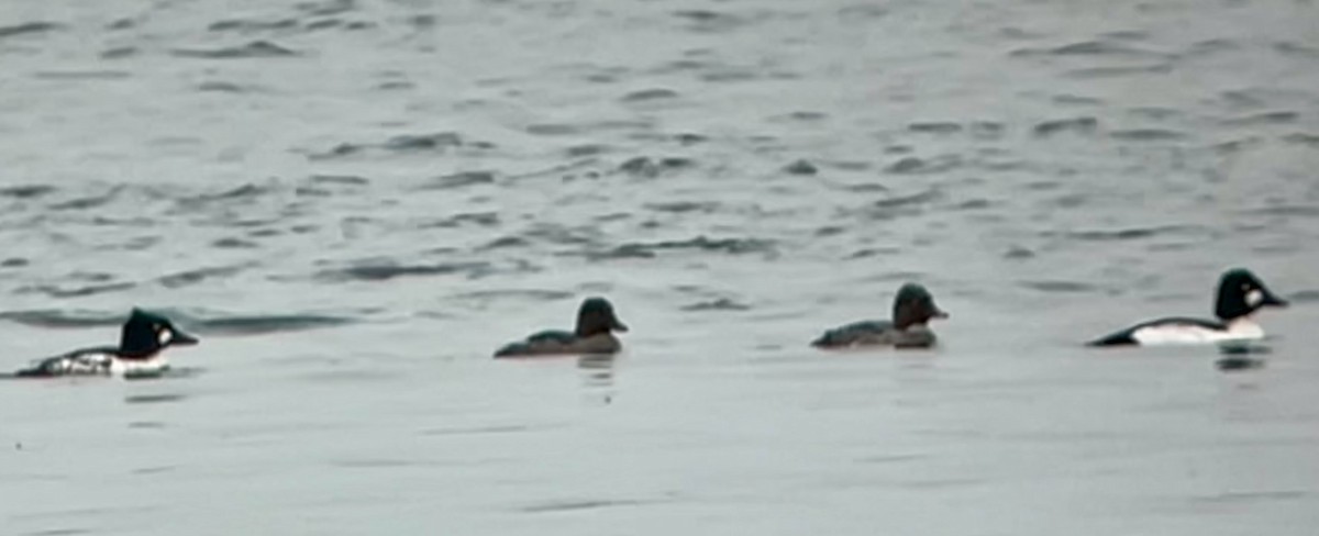 Common Goldeneye - ML652091196