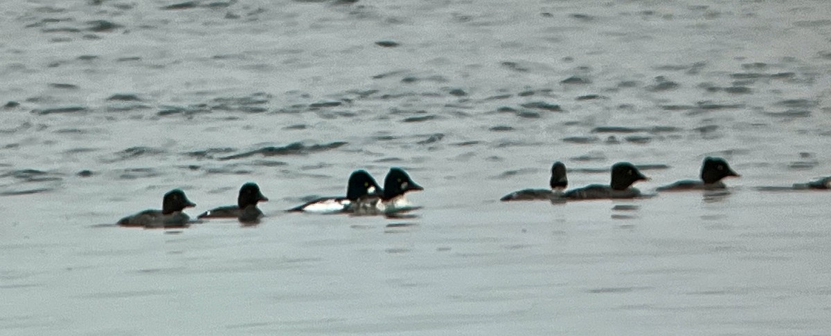 Common Goldeneye - ML652091197