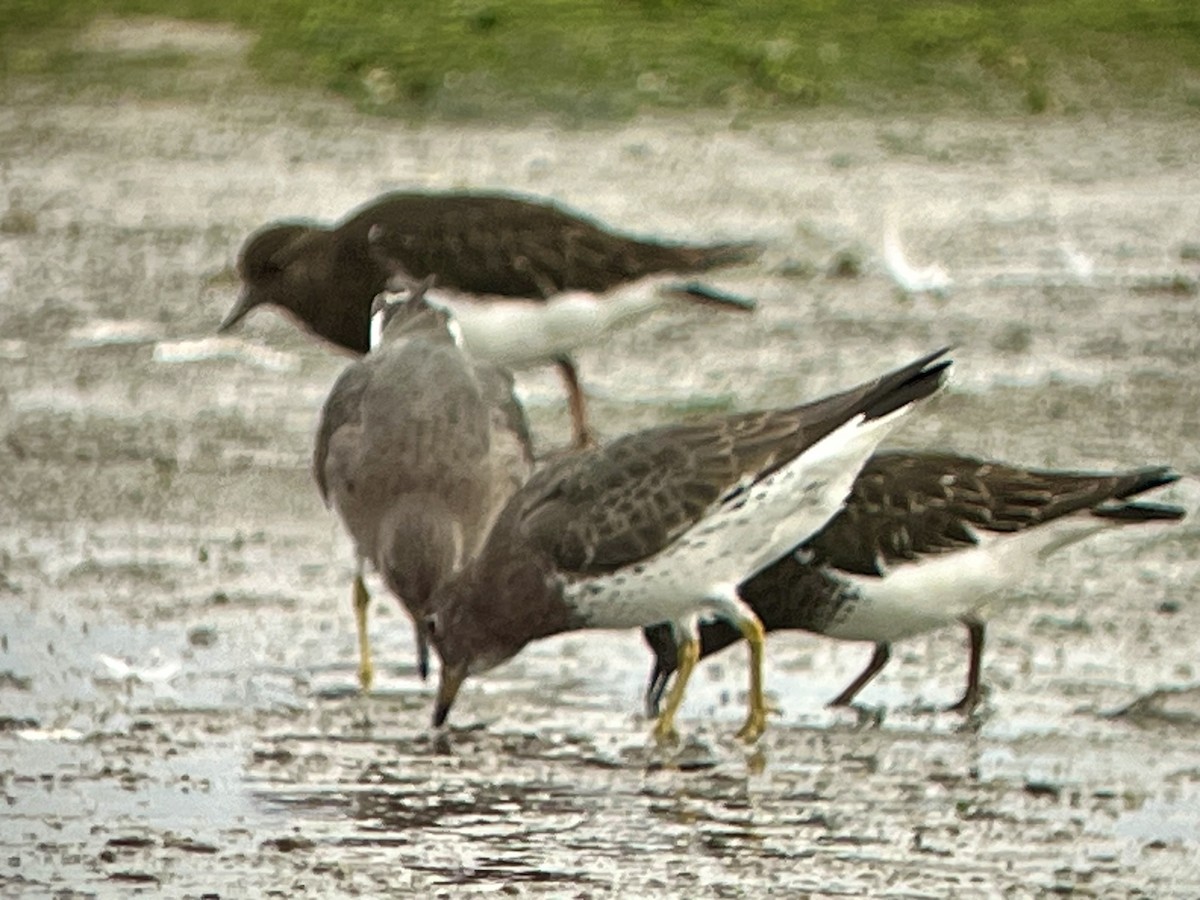 Surfbird - ML652091364
