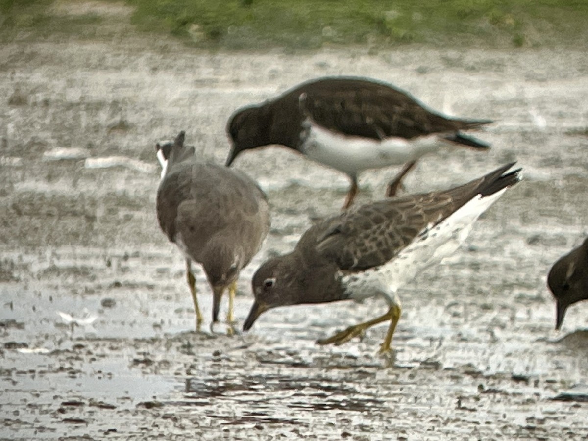 Surfbird - ML652091365