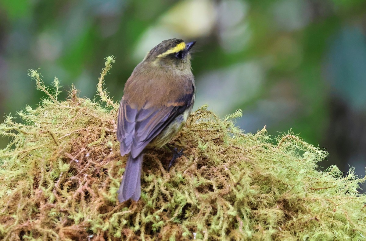 Yellow-bellied Chat-Tyrant - ML652091445