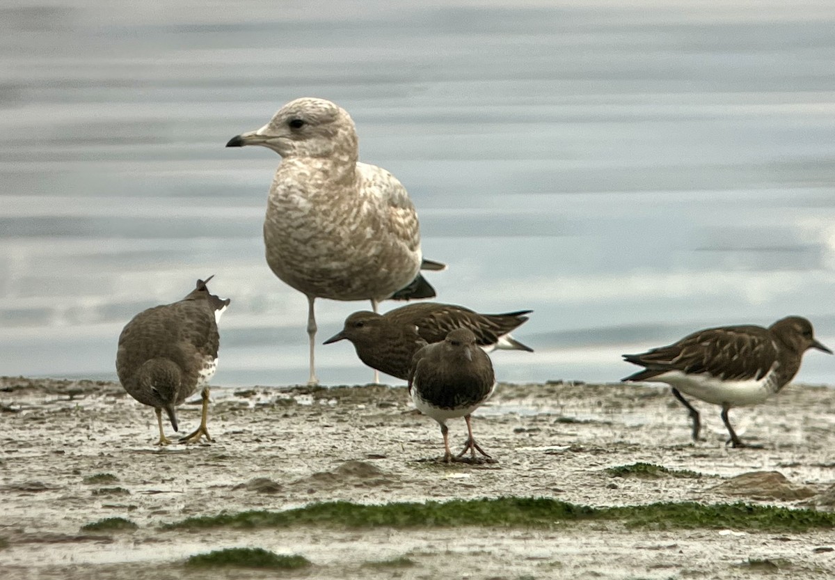 Short-billed Gull - ML652091601