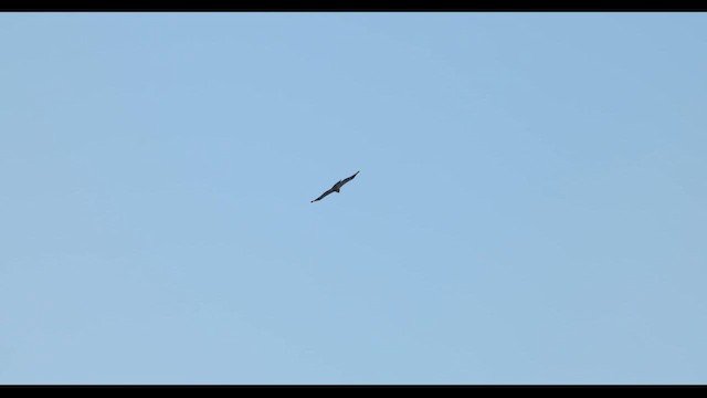 Aquila minore - ML652091717