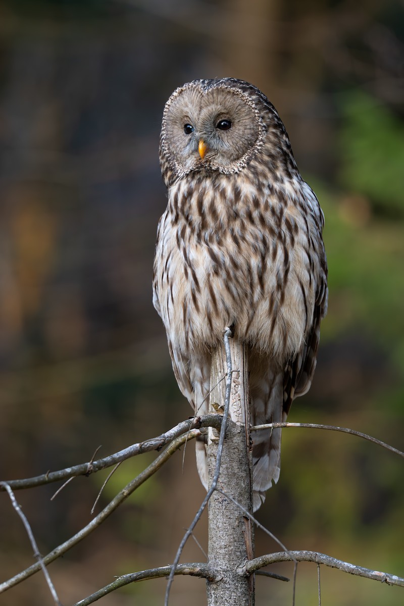 Habichtskauz - ML652091755