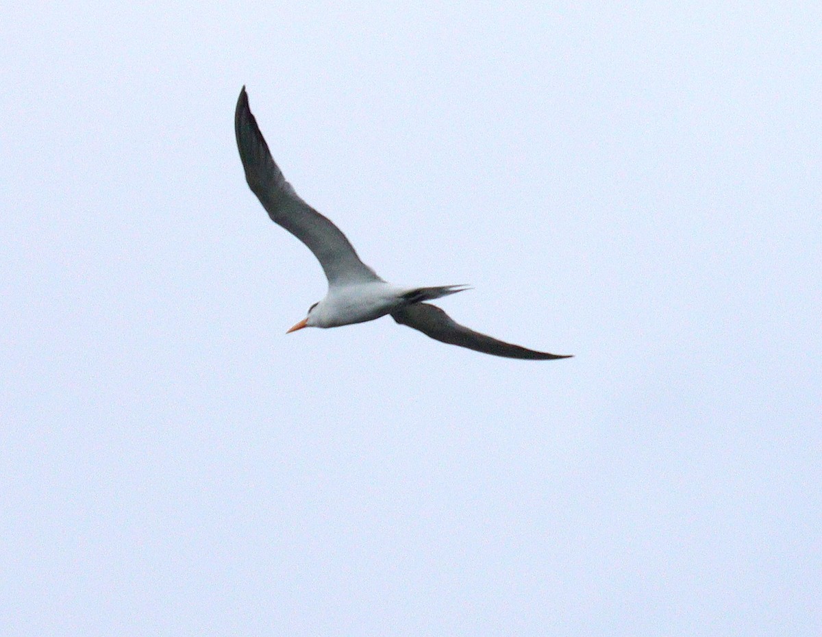 Royal Tern - ML652091891