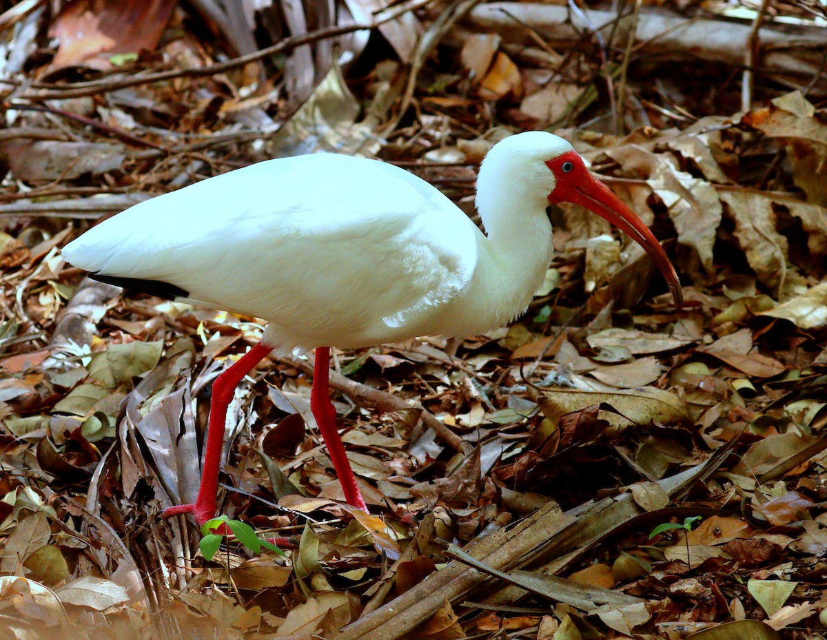 White Ibis - ML652091932
