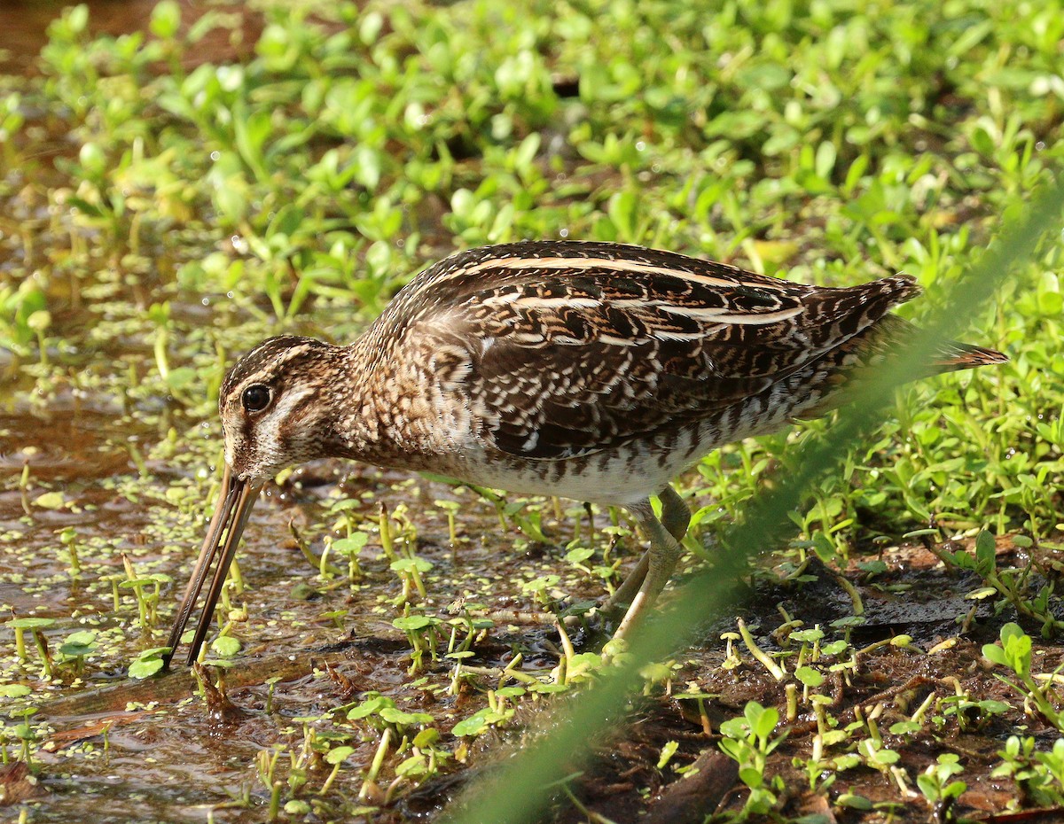 Wilson's Snipe - ML652091988