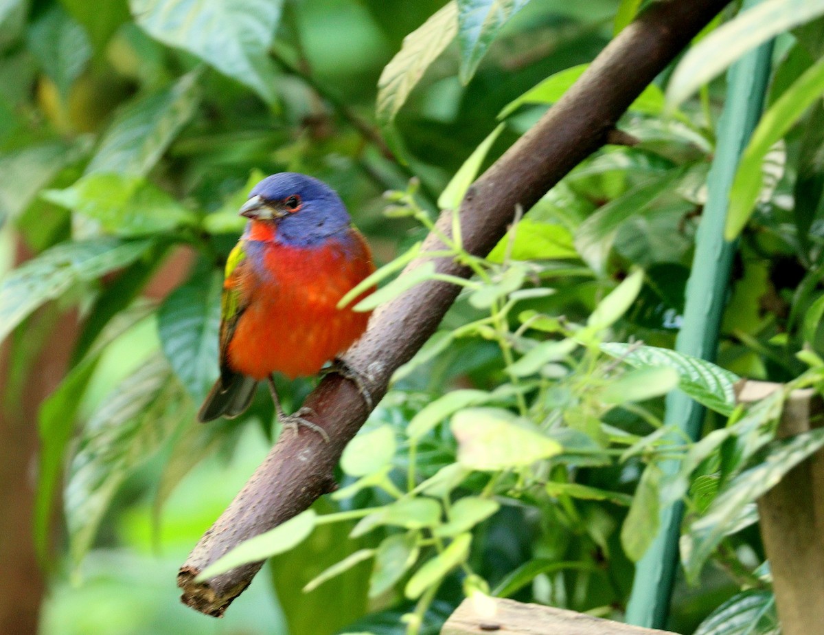 Painted Bunting - ML652092038