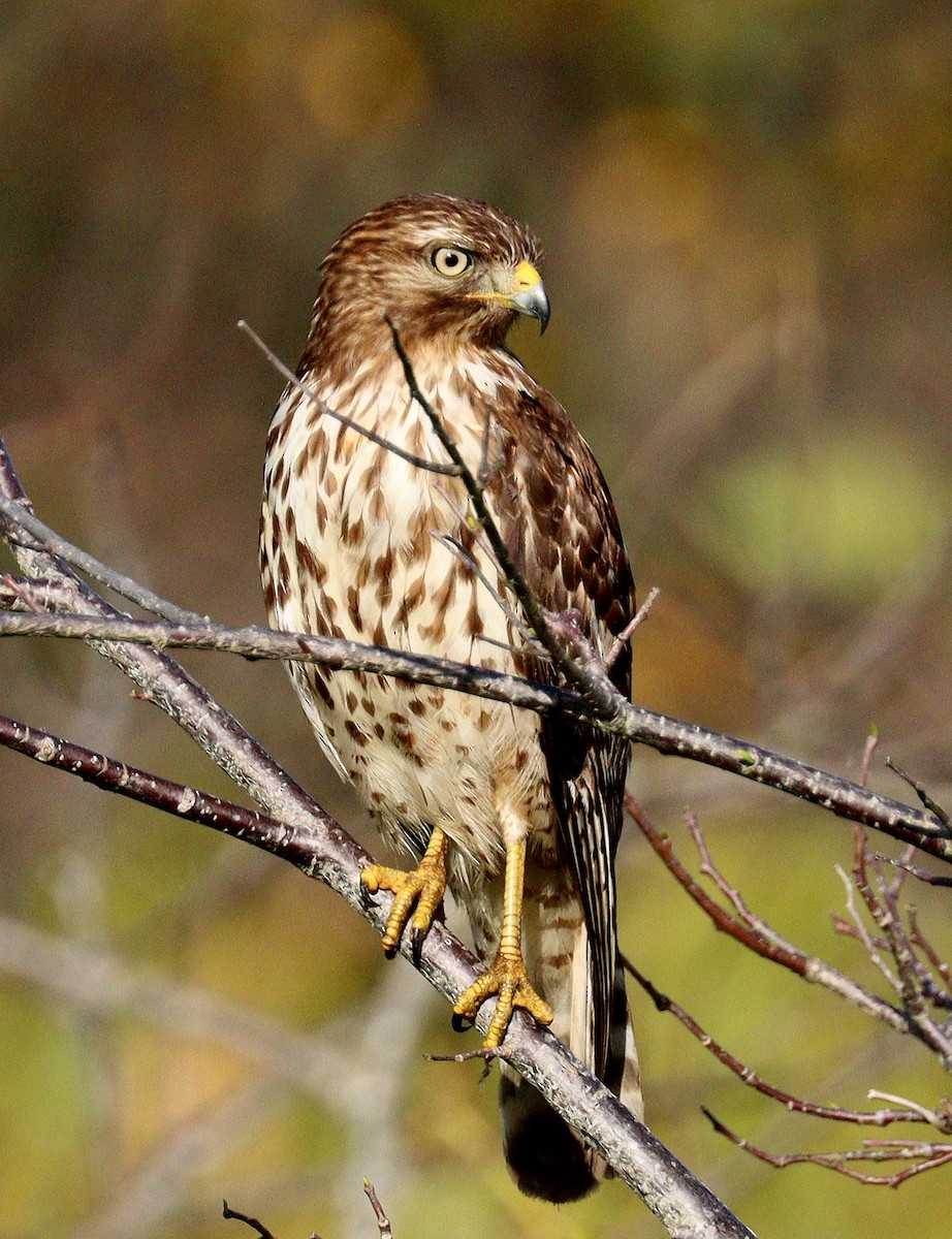 Red-shouldered Hawk - ML652092131