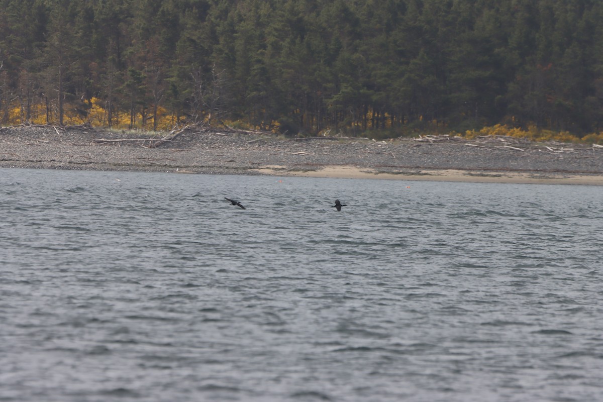 blåhakeskarv - ML652092220