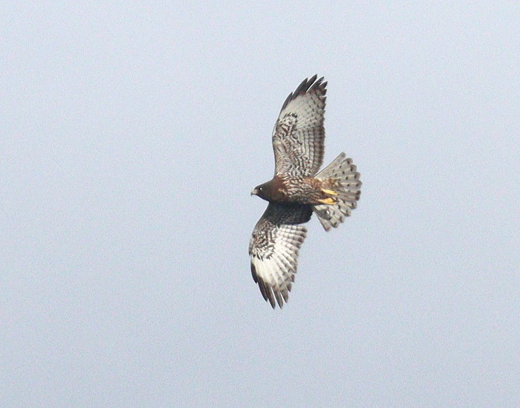 Short-tailed Hawk - ML652092283