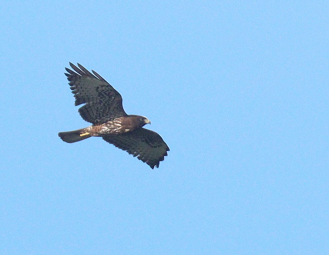 Short-tailed Hawk - ML652092295