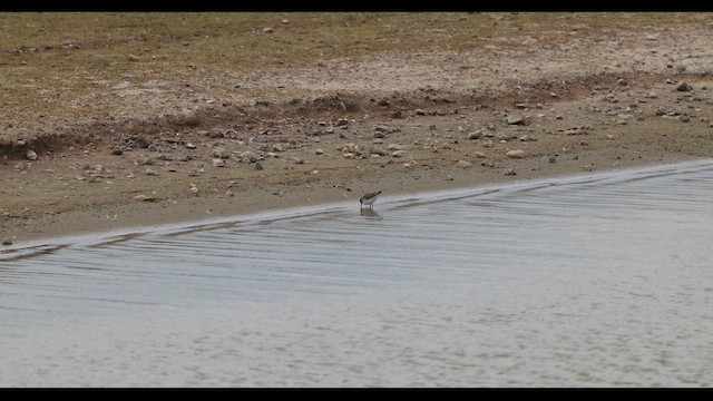 Gambecchio americano - ML652092323