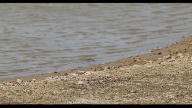 Gambecchio americano - ML652092324