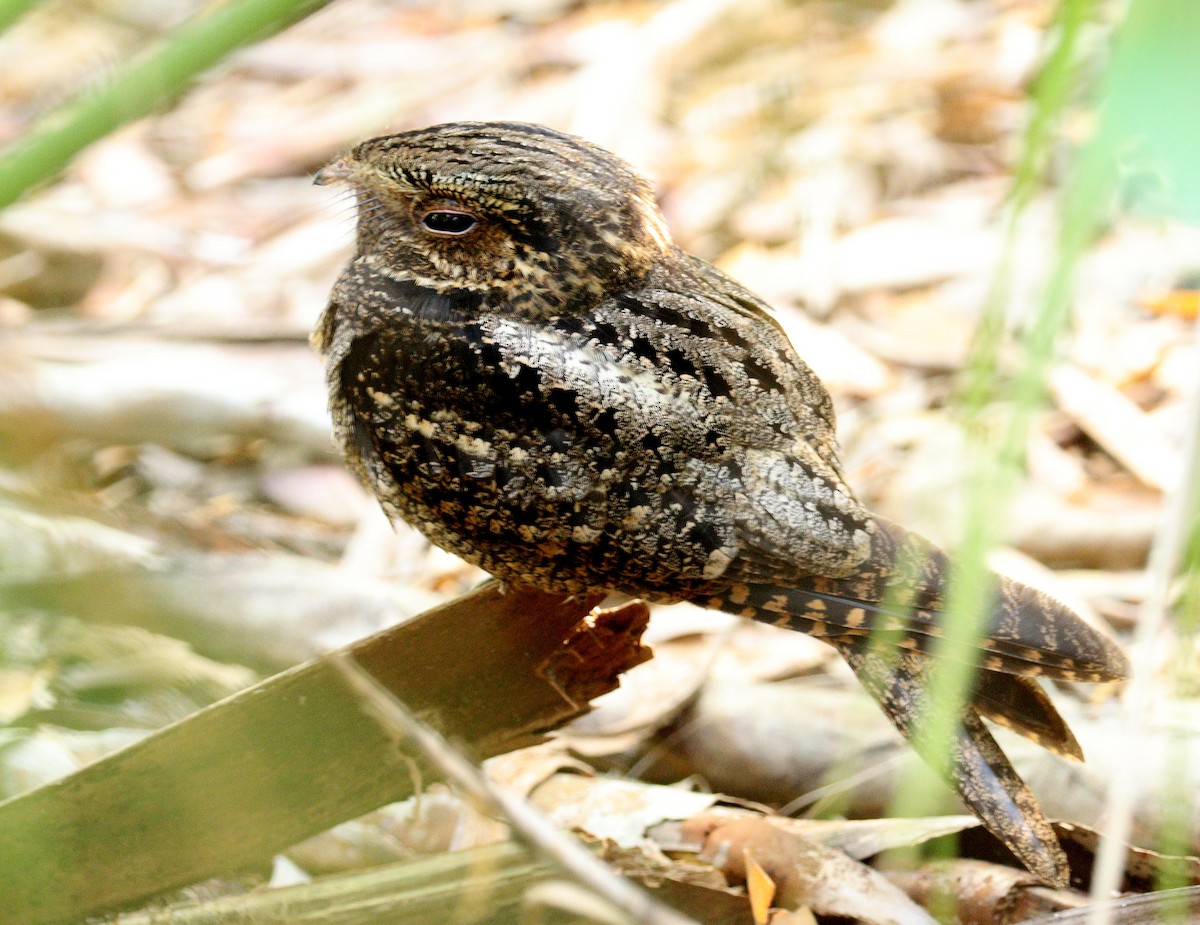 Chuck-will's-widow - ML652092370