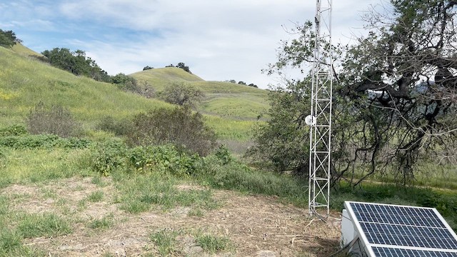 Трёхцветный трупиал - ML652092449