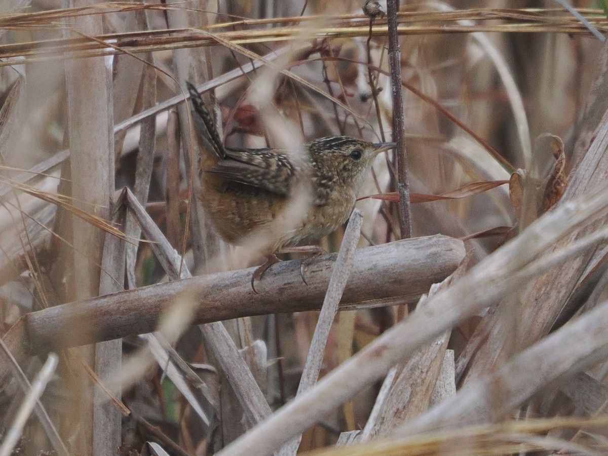 Cucarachero Culibarrado - ML652092531