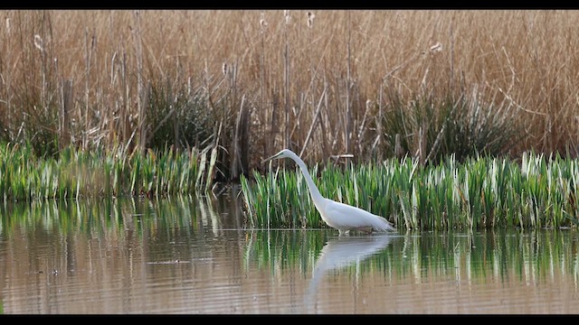 Airone bianco maggiore - ML652092573