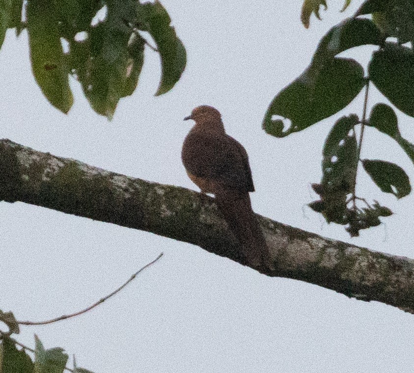 Sultan's Cuckoo-Dove - ML652093471
