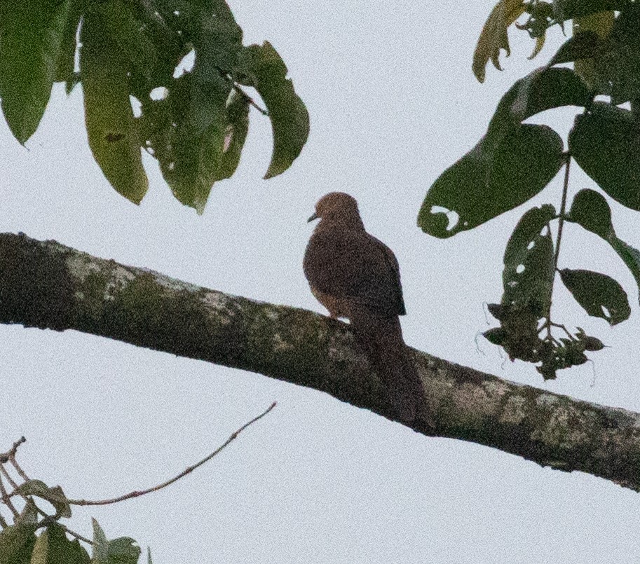 Sultan's Cuckoo-Dove - ML652093472