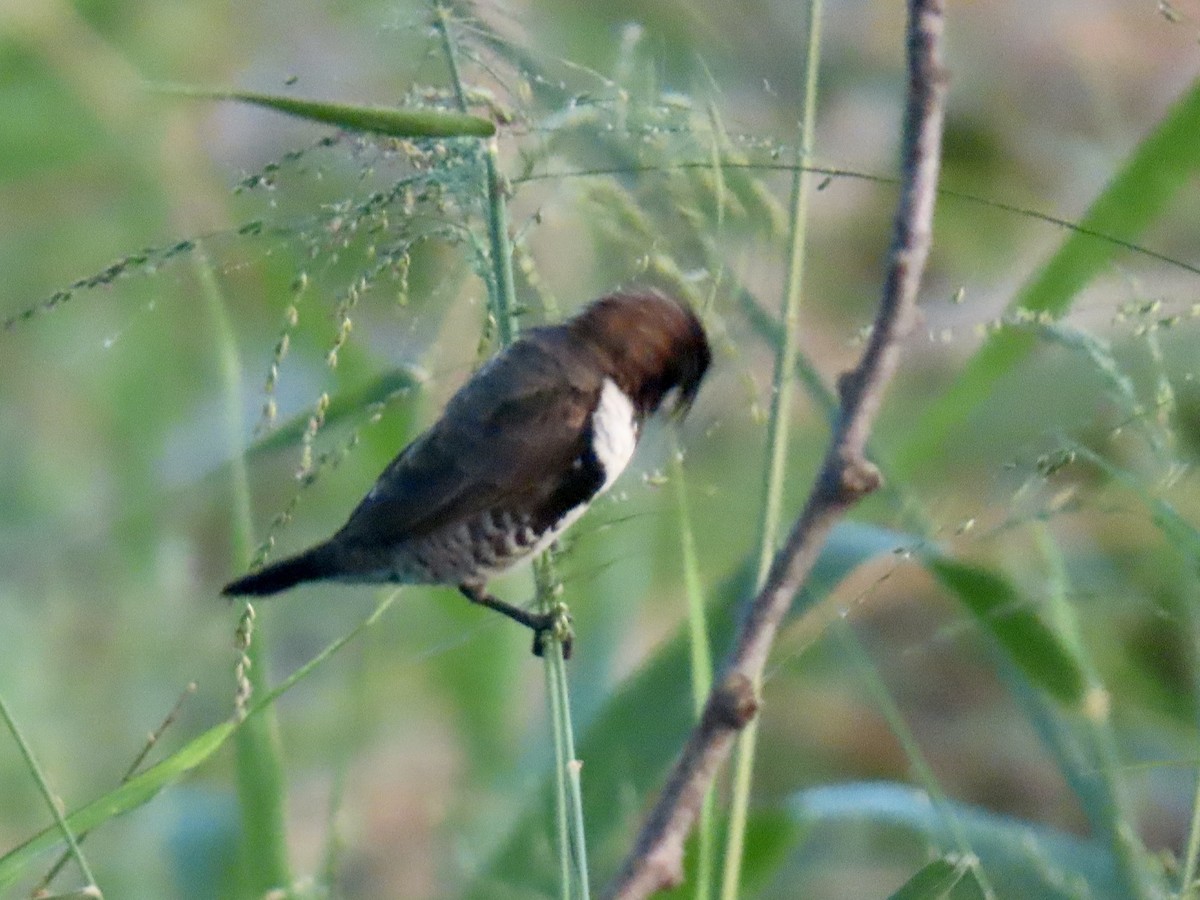 Bronze Mannikin - ML652093512