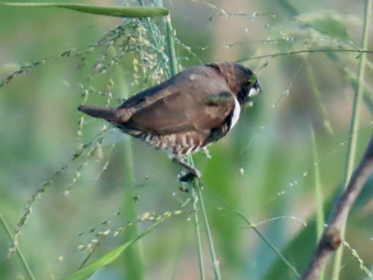 Bronze Mannikin - ML652093516