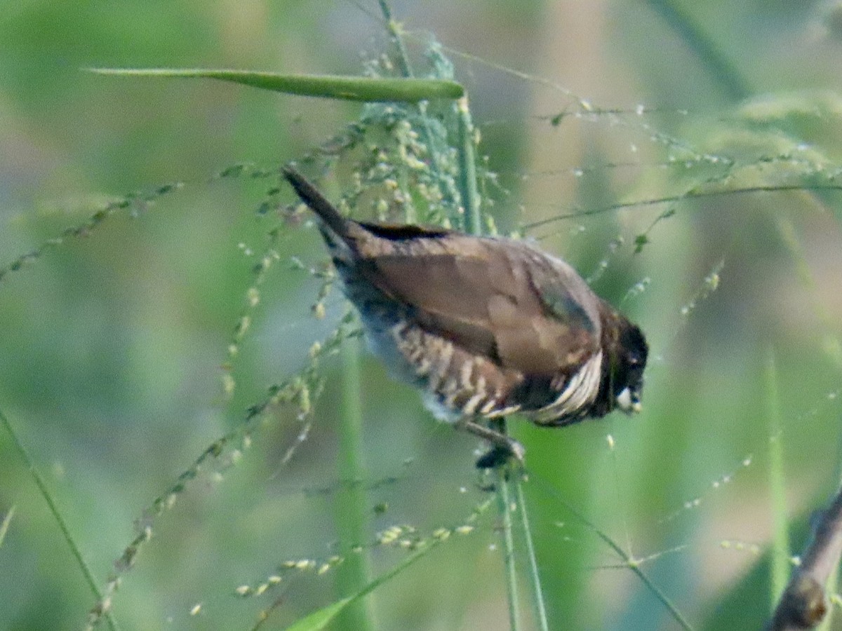 Bronze Mannikin - ML652093521