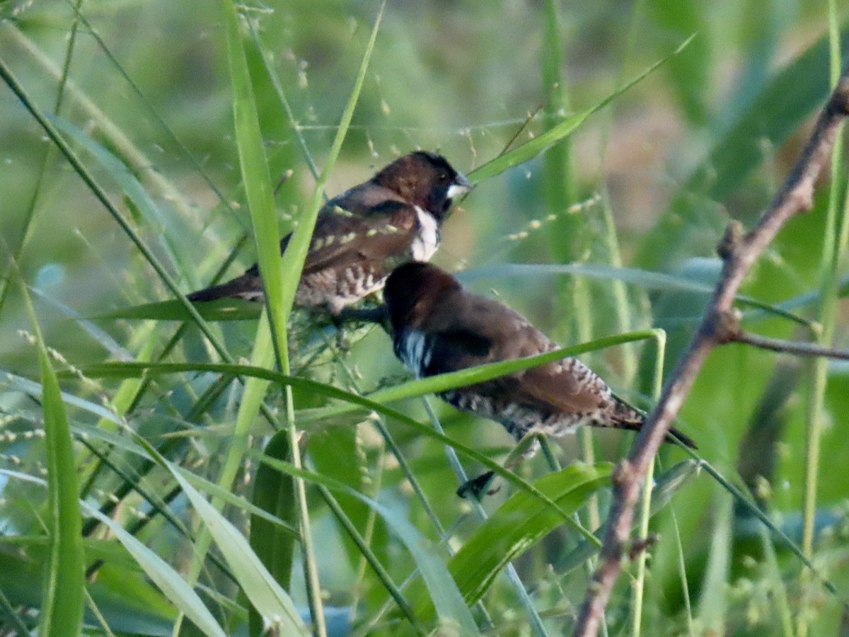 Bronze Mannikin - ML652093550