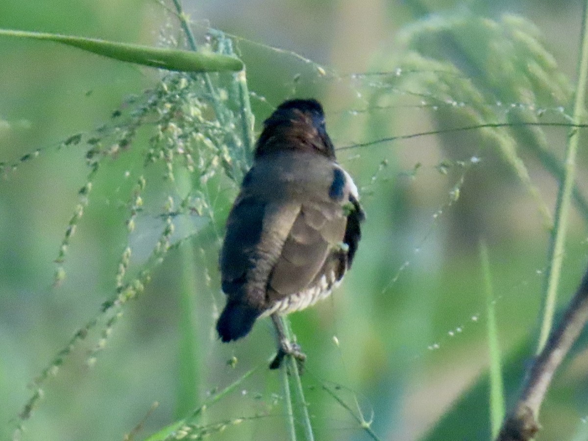 Bronze Mannikin - ML652093591