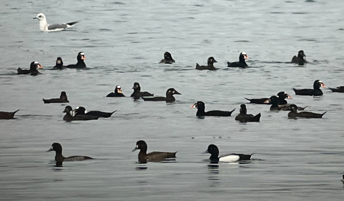 Greater Scaup - ML652093757