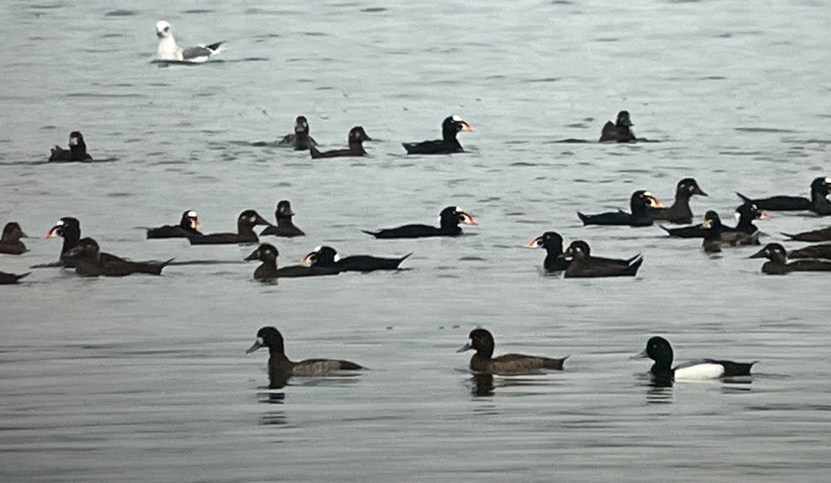 Greater Scaup - ML652093758